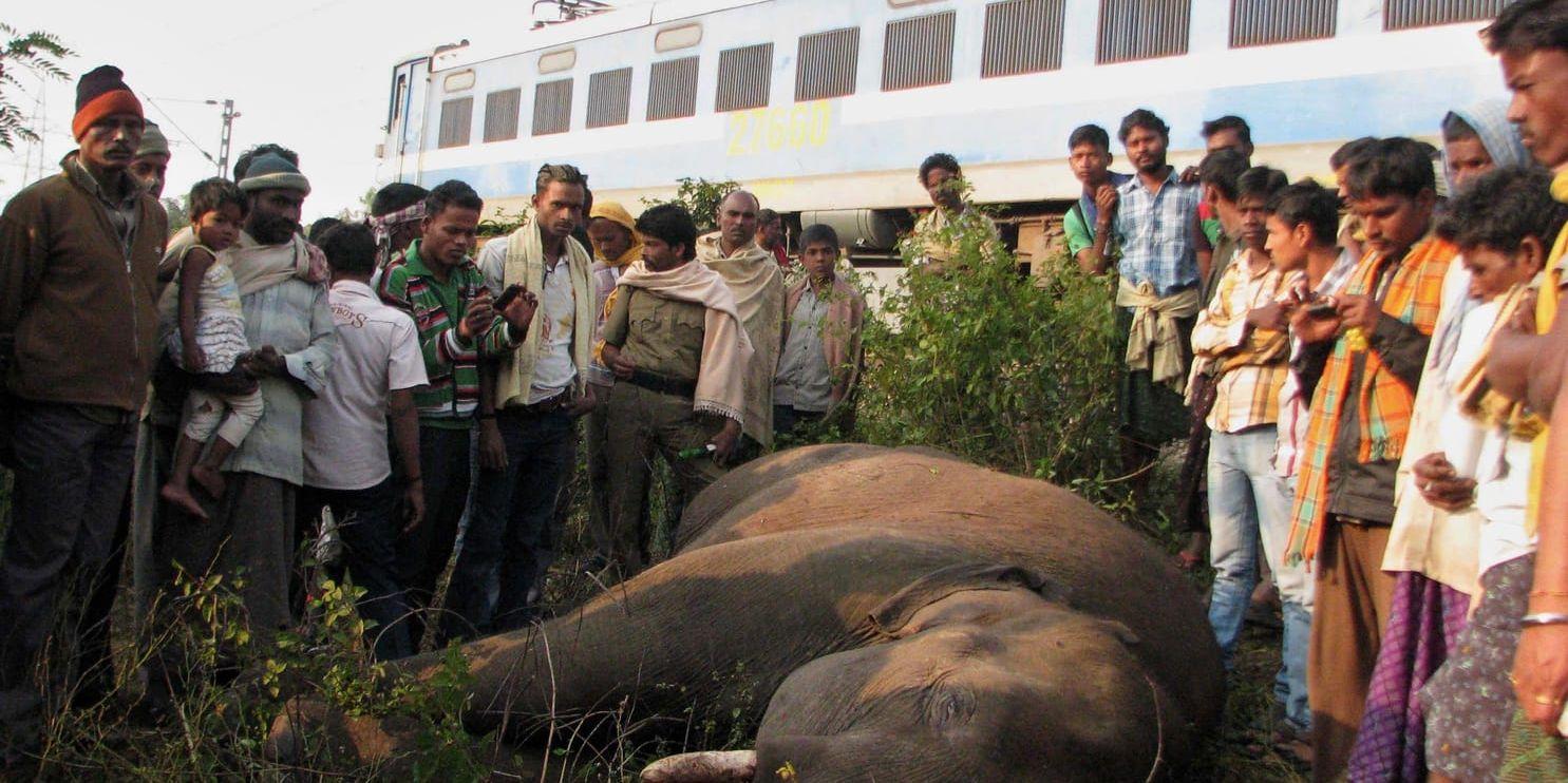 Tågkrockar med elefanter är inte helt ovanliga i Indien. Arkivbild från delstaten Orissa.