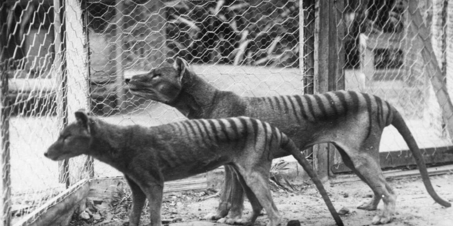 Pungvargar på ett zoo i Hobart på Tasmanien 1918. Det sista kända exemplaret av arten dog 1936.