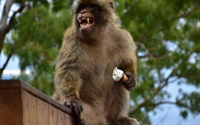 Makakerna i Gibraltar, som forskarna studerat, äter mängder av skräpmat som tycks stöka till i deras magar.