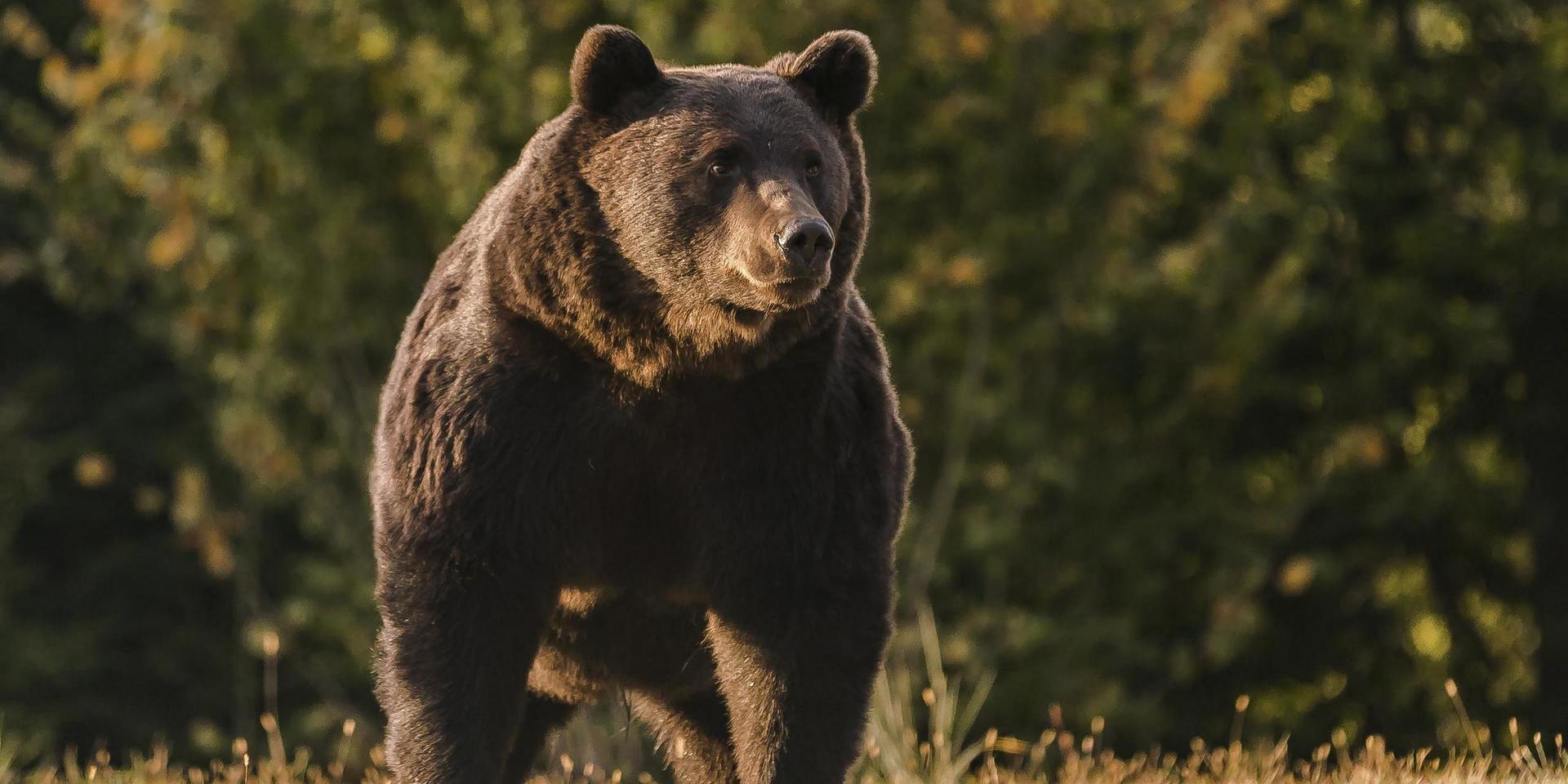 Det var i mars som Arthur sköts ihjäl. Den rekordstora brunbjörnen blev 17 år.