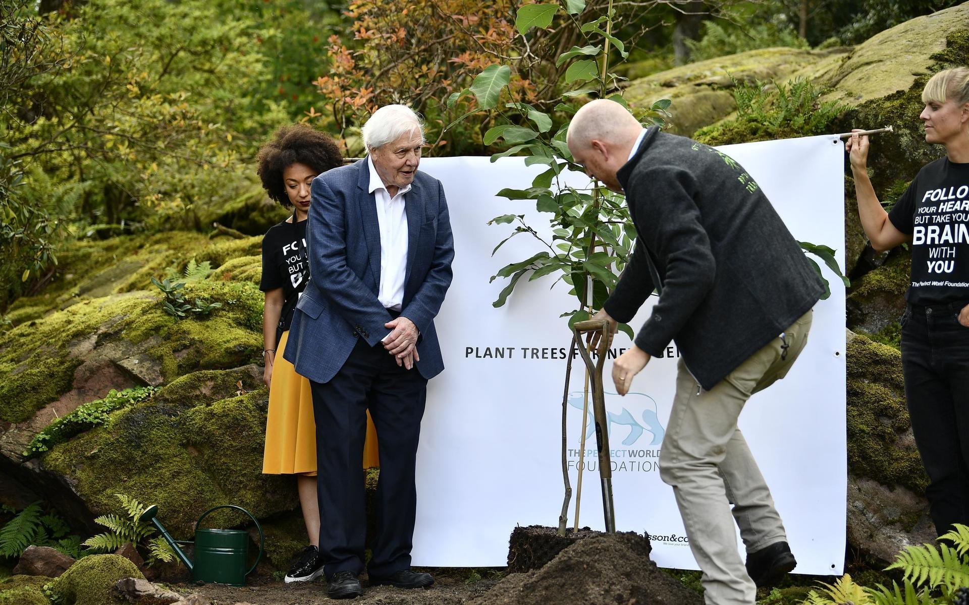 2018 var Sir David Attenborough på besök i Göteborg och planterade en magnolia från Kina i Göteborg.