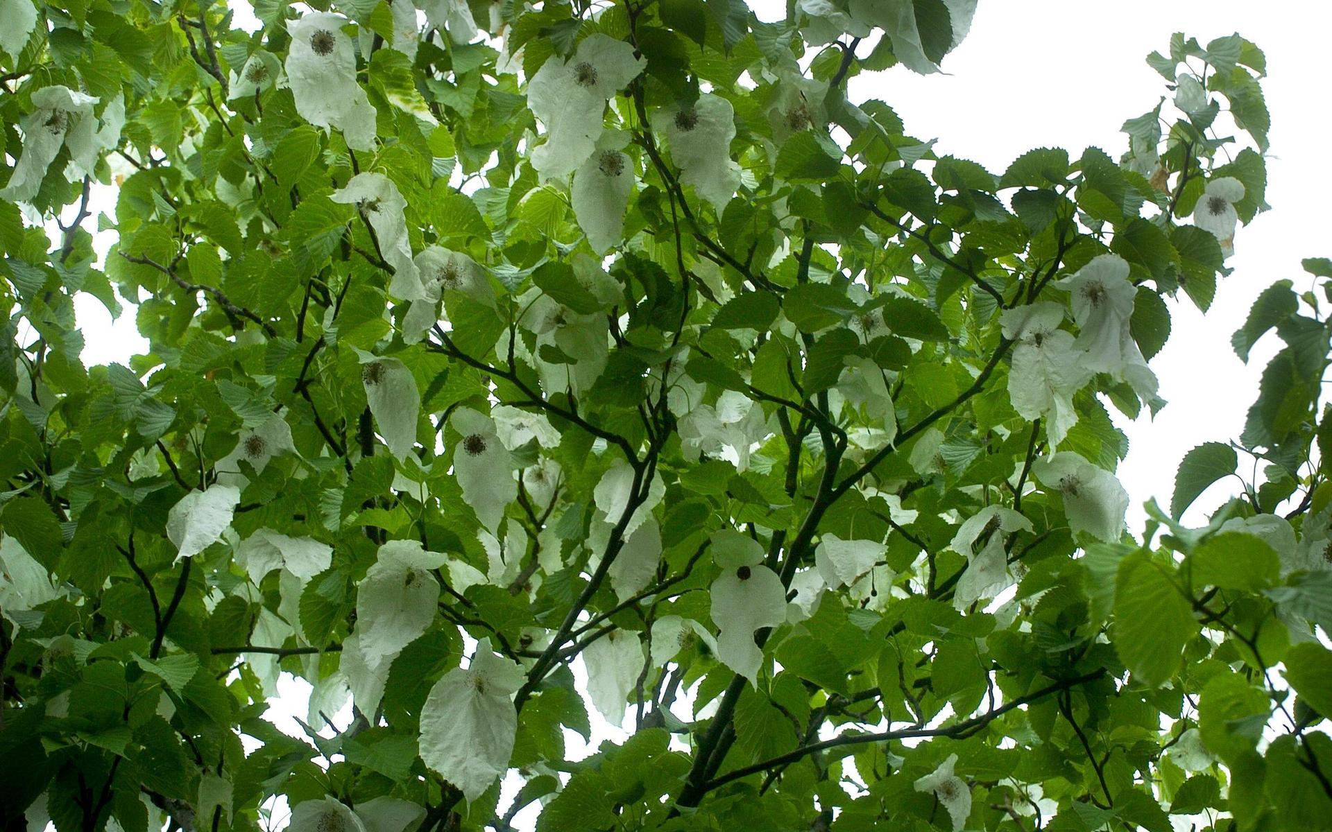 Botaniska Trädgårdens Näsduksträd är en stor publiksuccé varje år när den går i blom. Den har sitt namn för att blommorna ser ut som just näsdukar.