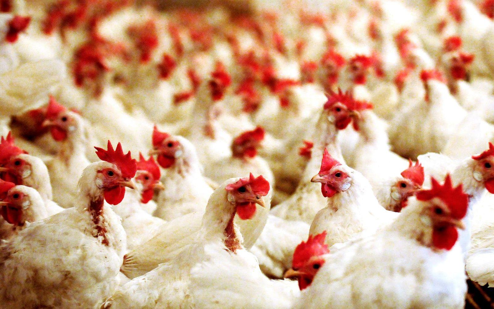 Fågelinfluensan har slagit hårt mot Sveriges höns i år. Arkivbild.