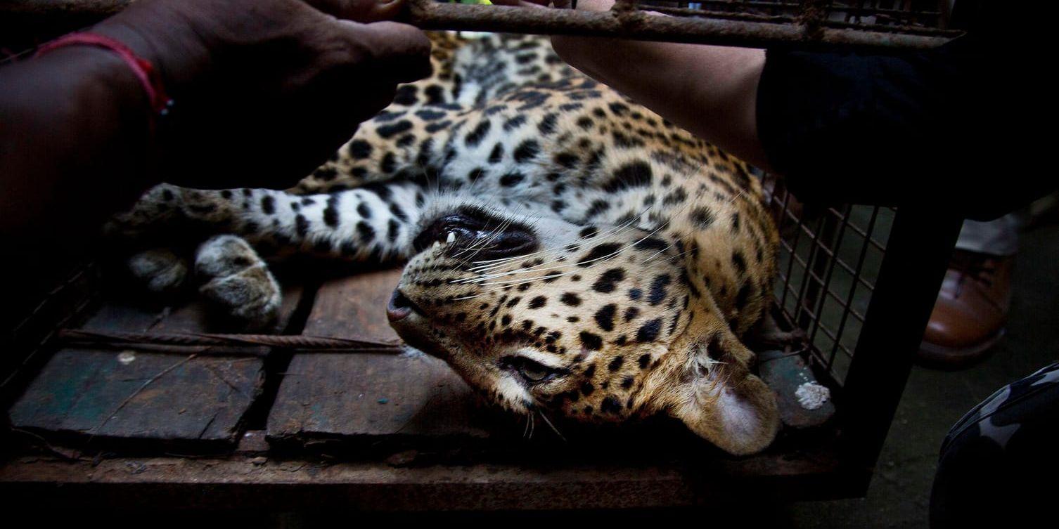 En annan leopard i Indien. Arkivbild.