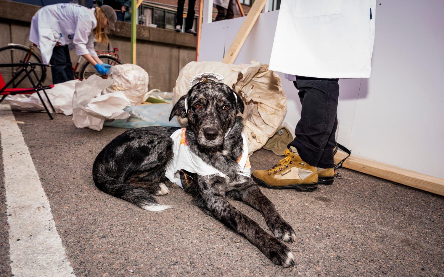 Det är osäkert om labradoren Kellie kommer att kunna medverka på scen under cortégen.