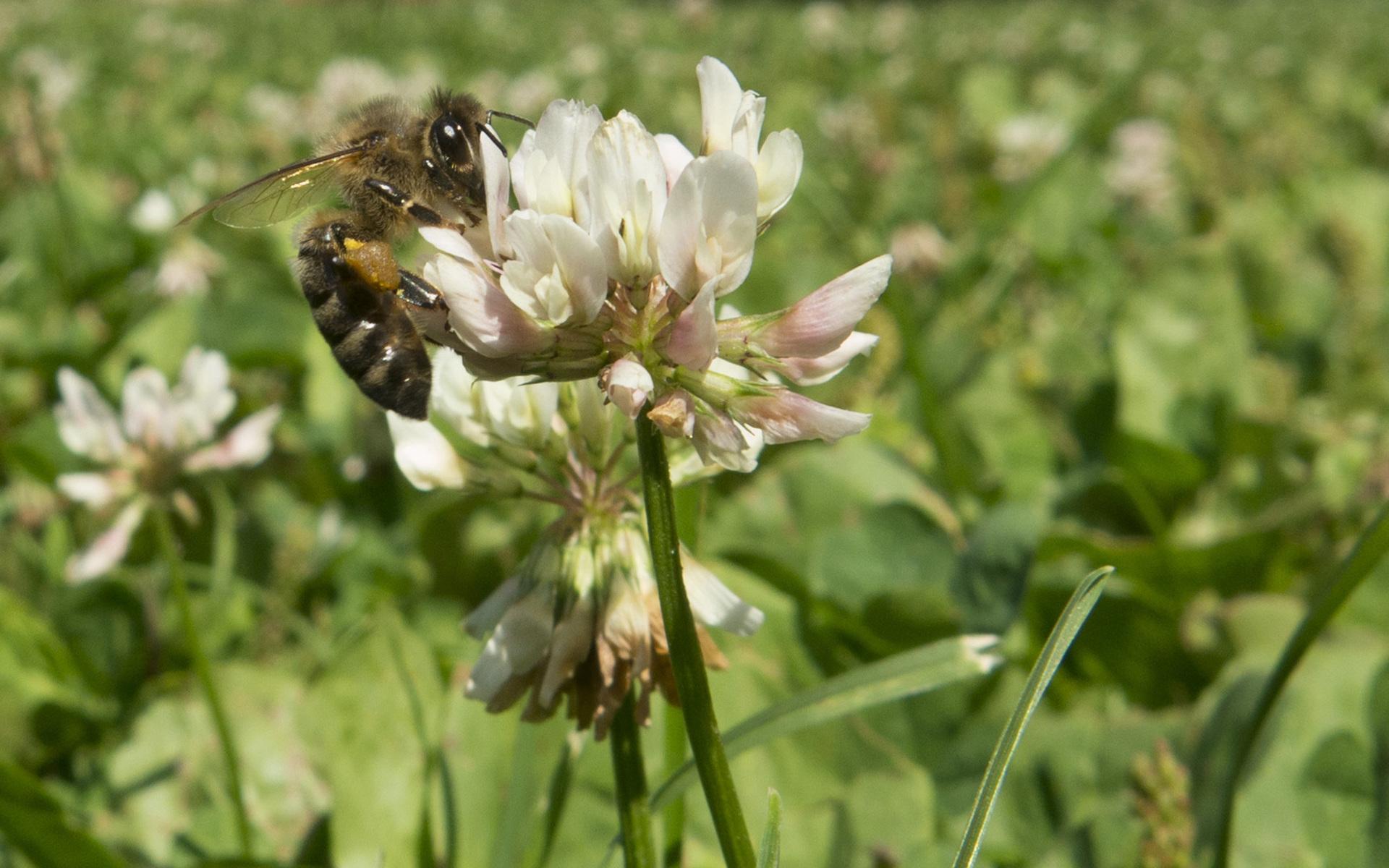 Pollinerare besöker en blommande vitklöver. Arkivbild. 