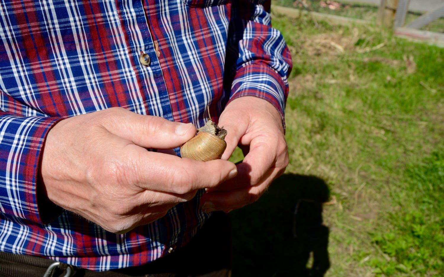 Nya näringar. I dag odlar Dan Stenvall lite ätbara sniglar på marken och han har även angorakaniner och bin. Bild: Karina Hansson