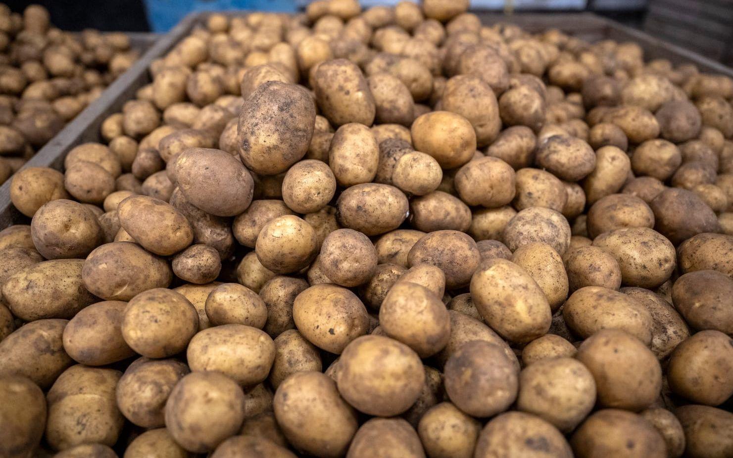 Potatisbladmögel orsakar skador för miljonbelopp. Arkivbild.