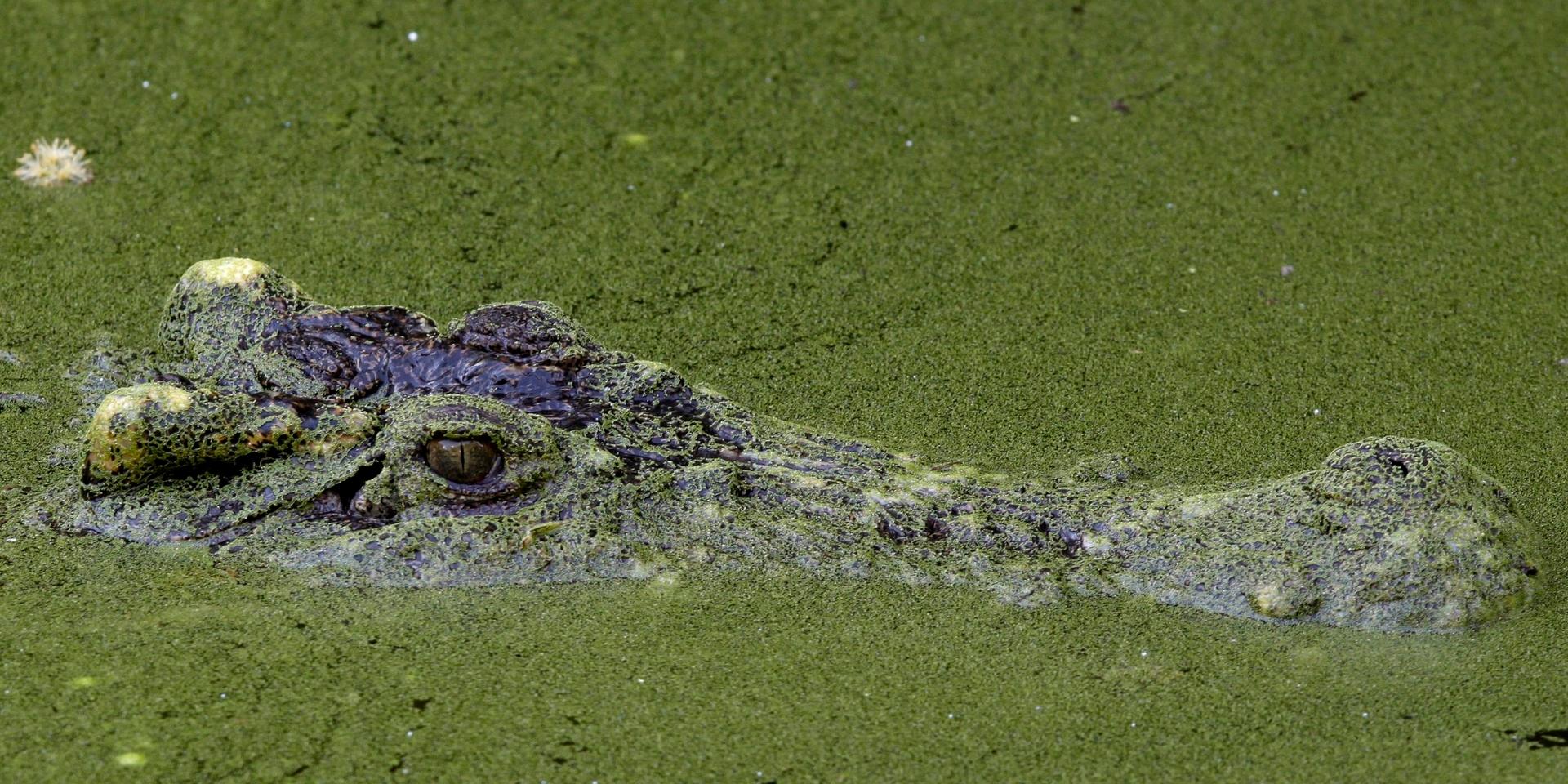 Skogsnationalparken Kaeng Krachan i Thailand har lagts till på FN-organet Unescos världsarvslista. I nationalparken finns en stor biologisk mångfald, bland annat finns den sällsynta siamesiska krokodilen där. Arkivbild.