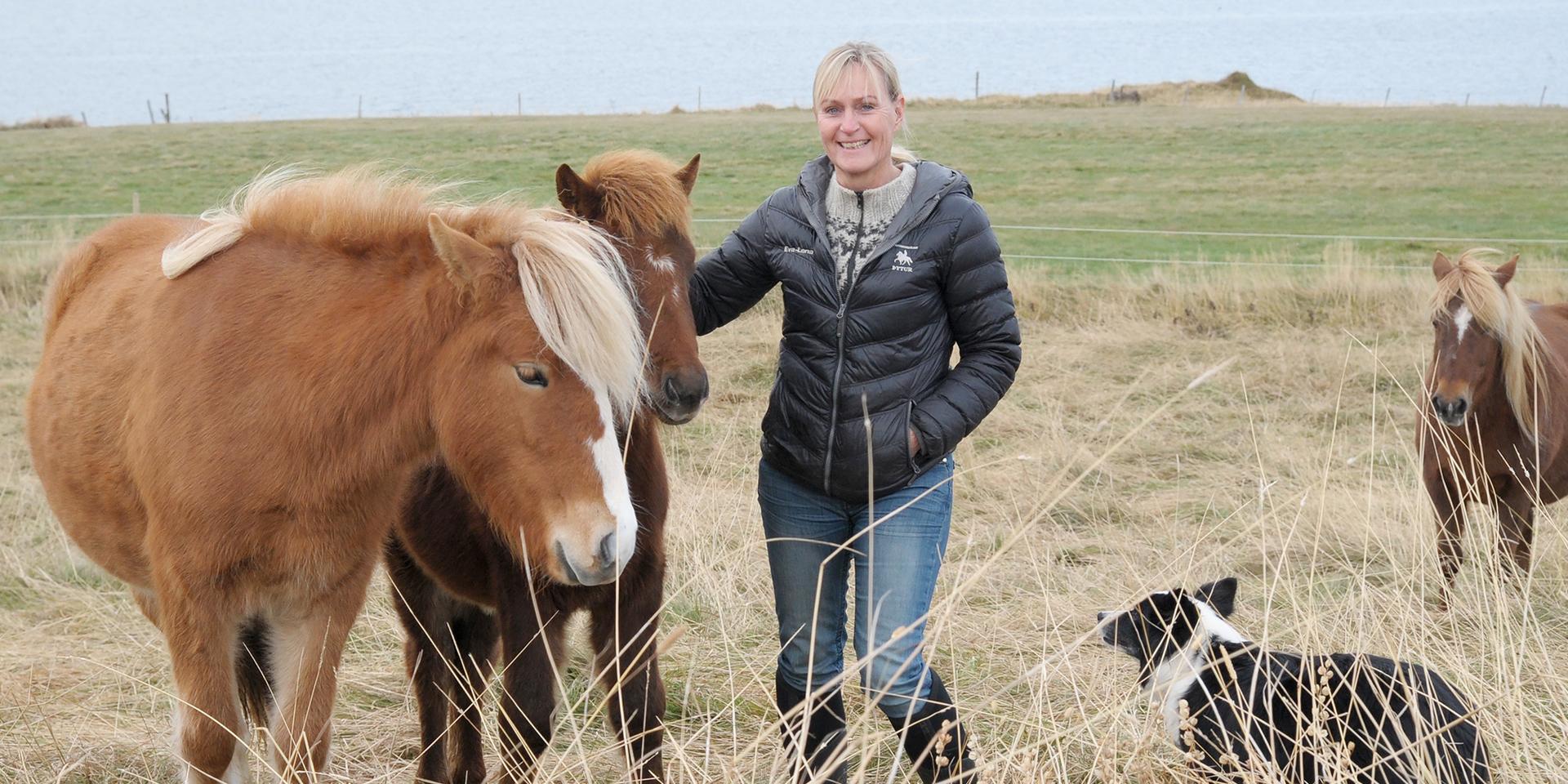 Eva-Lena Lohi har lämnat Sverige och bosatt sig i en liten by på nordvästra Island. Här stortrivs hon med kärleken, hästarna och naturen. Hon arbetar dels med islandshästarna, dels som fysioterapeut.