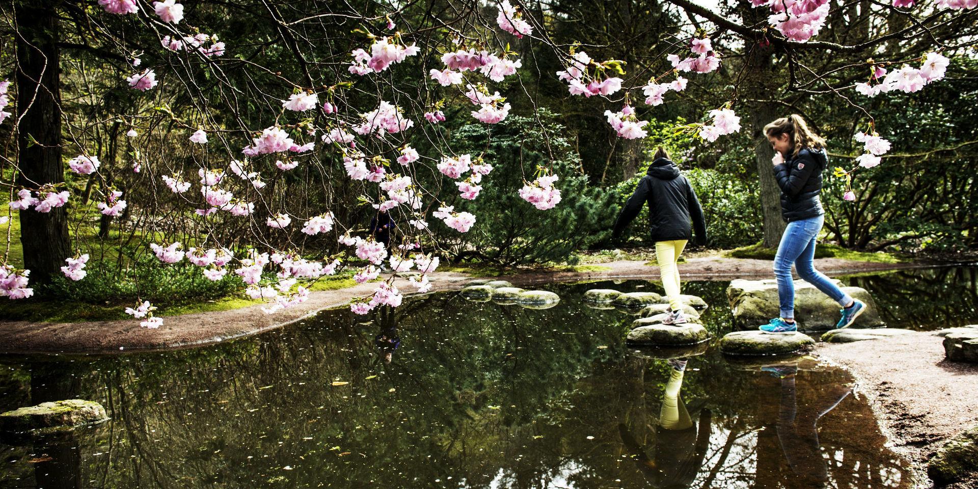 Botaniska trädgårdens japanska trädgård i april. 