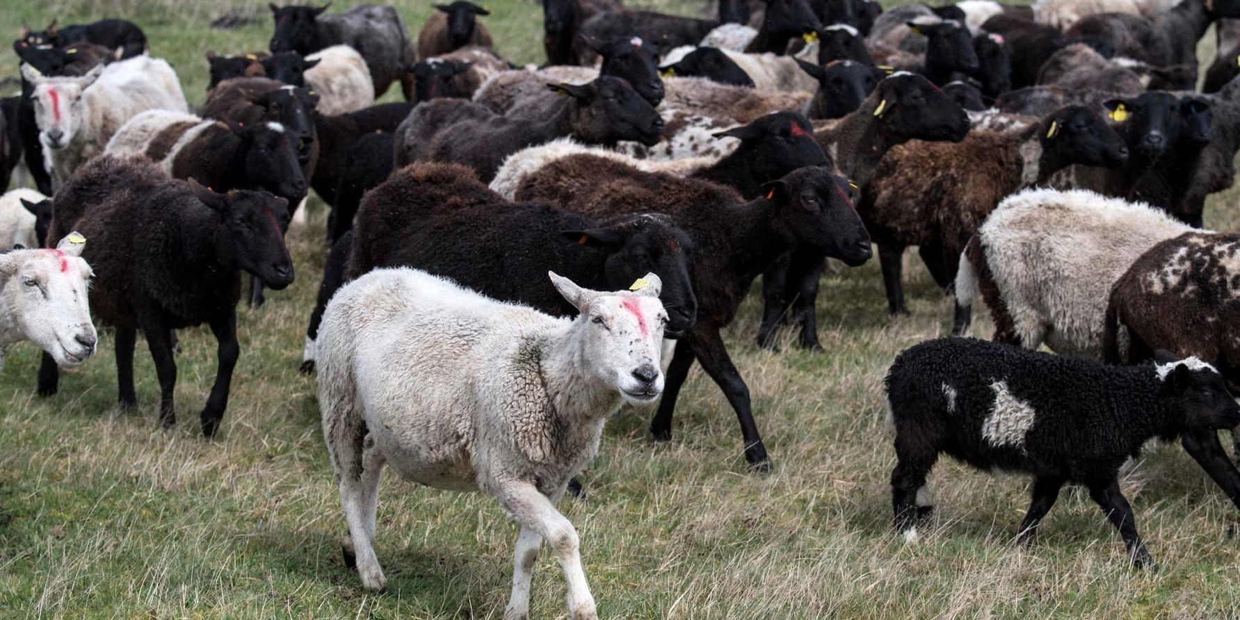 En djurägare i Halland är polisanmäld för misstänkt djurplågeri och brott mot livsmedelslagen sedan ett 60-tal avlivade djur hittats på gården. Arkivbild på får och lamm från en annan gård.
