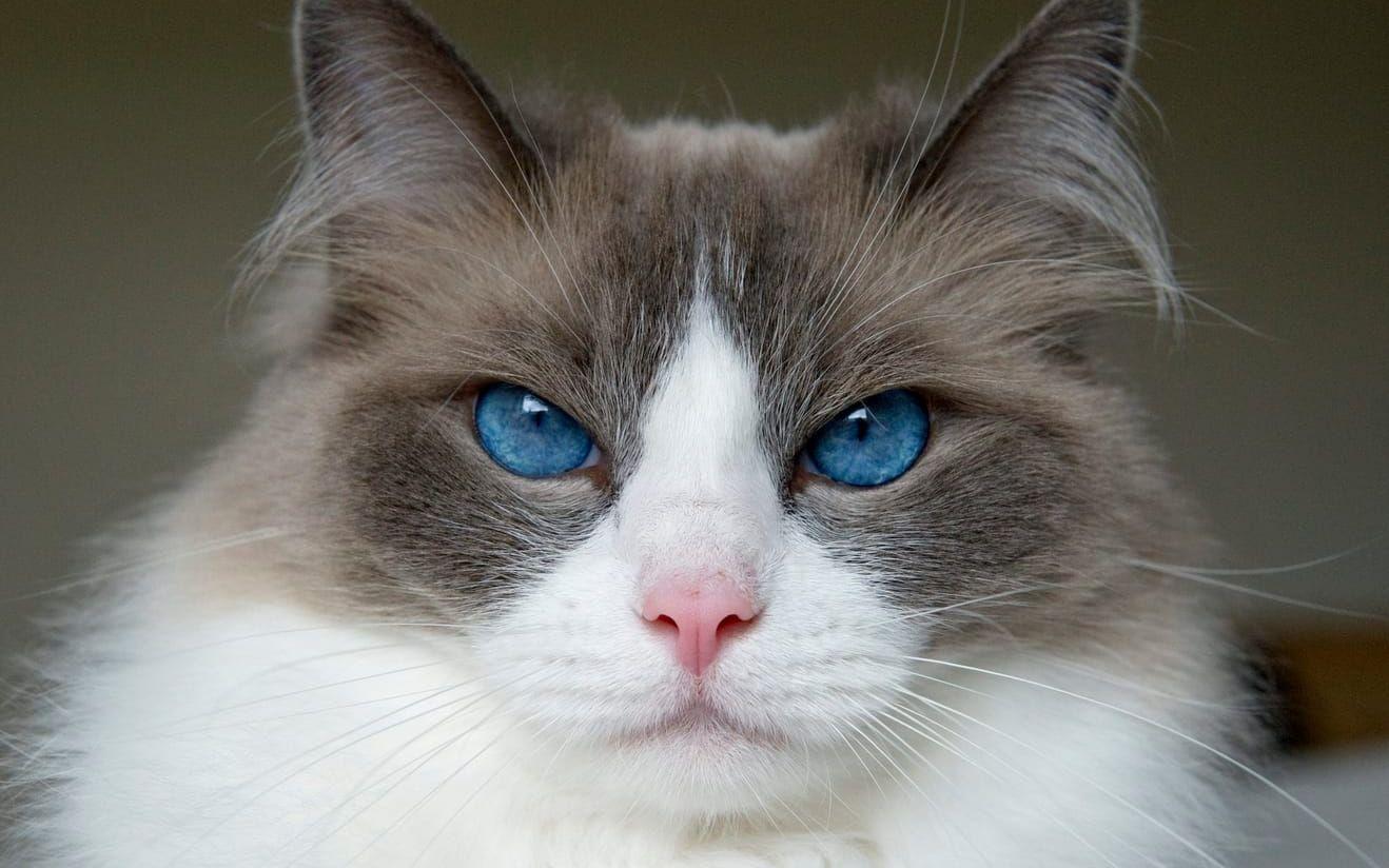 Det bedöms finnas cirka 1,4 miljoner katter i landet, vilket gör katten till det vanligaste husdjuret. Ragdollen toppar listan över de populäraste kattraserna i Sverige efter ”bondkatten”. Arkivbild.