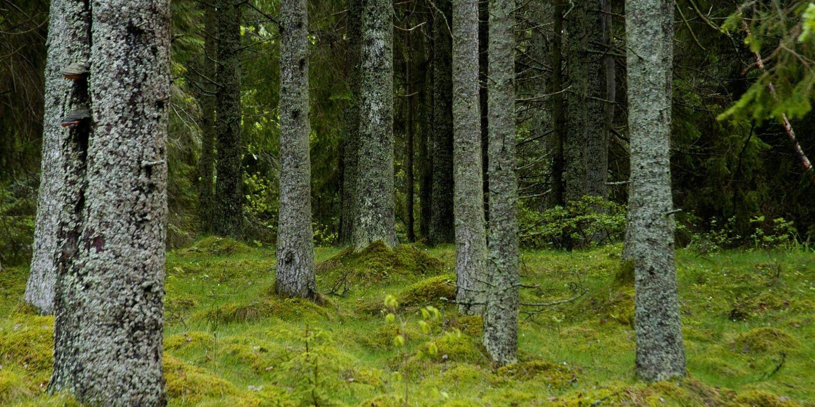 Direktiven för statliga skogsjätten Sveaskog bör ändras för att tydliggöra att områden med höga naturvärden inte får avverkas, anser flera riksdagspartier enligt en enkät från Världsnaturfonden. Arkivbild.