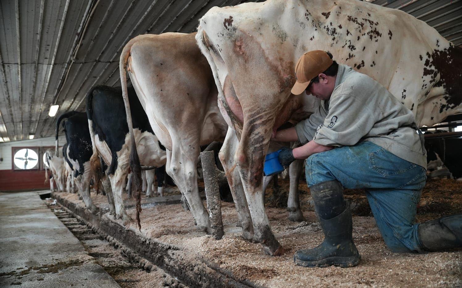 En ko förbereds för mjölkning av Nick Armato, bonde på lantbruket Ronnybrook Farm som använder sig av pastörisering.