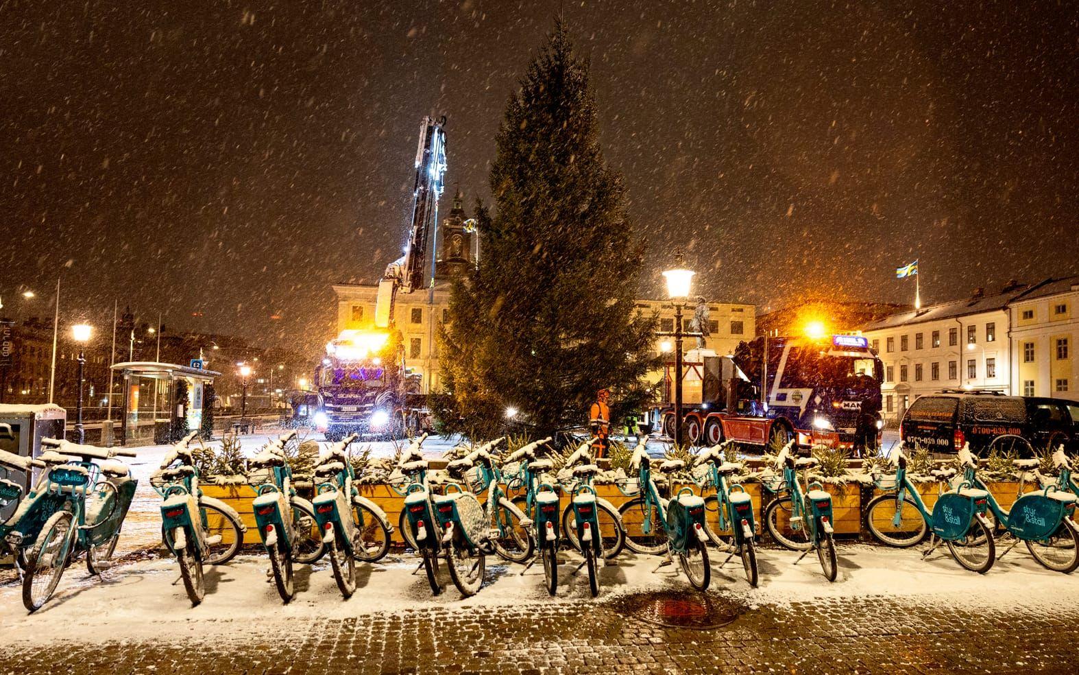 Julgranen har fällts i Landvetter och fraktades vid midnatt till Göteborg.