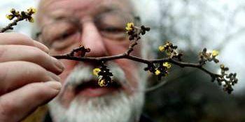 Trollhasseln blommar redan i Botaniska. "Exceptionellt", enligt botanisten Jimmy Persson.
