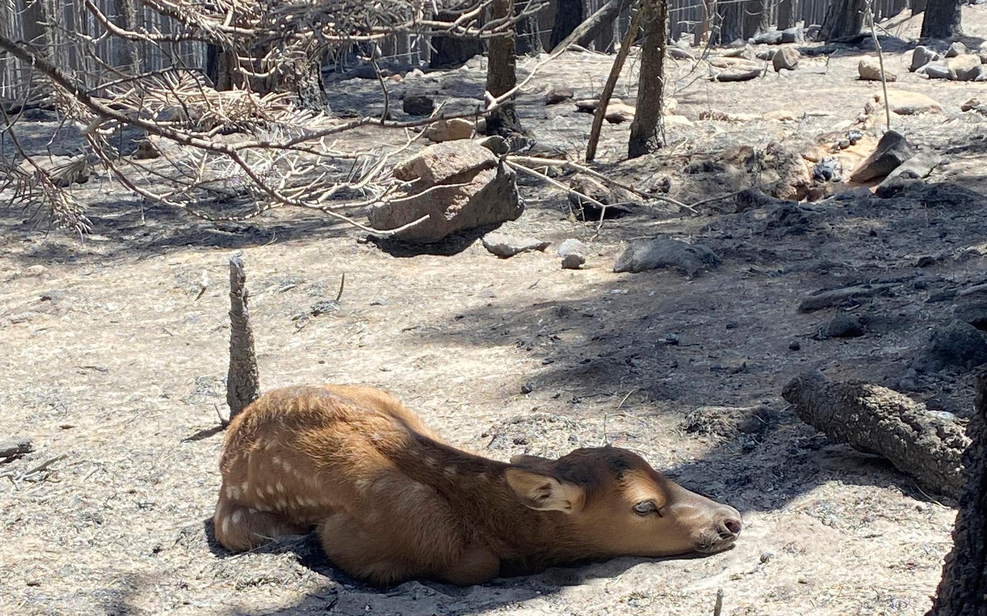 En nyfödd älgkalv vilar ensam i ett avlägset, eldhärdat område i Sangre de Cristo-bergen nära Mora, New Mexico, lördagen den 21 maj 2022. 