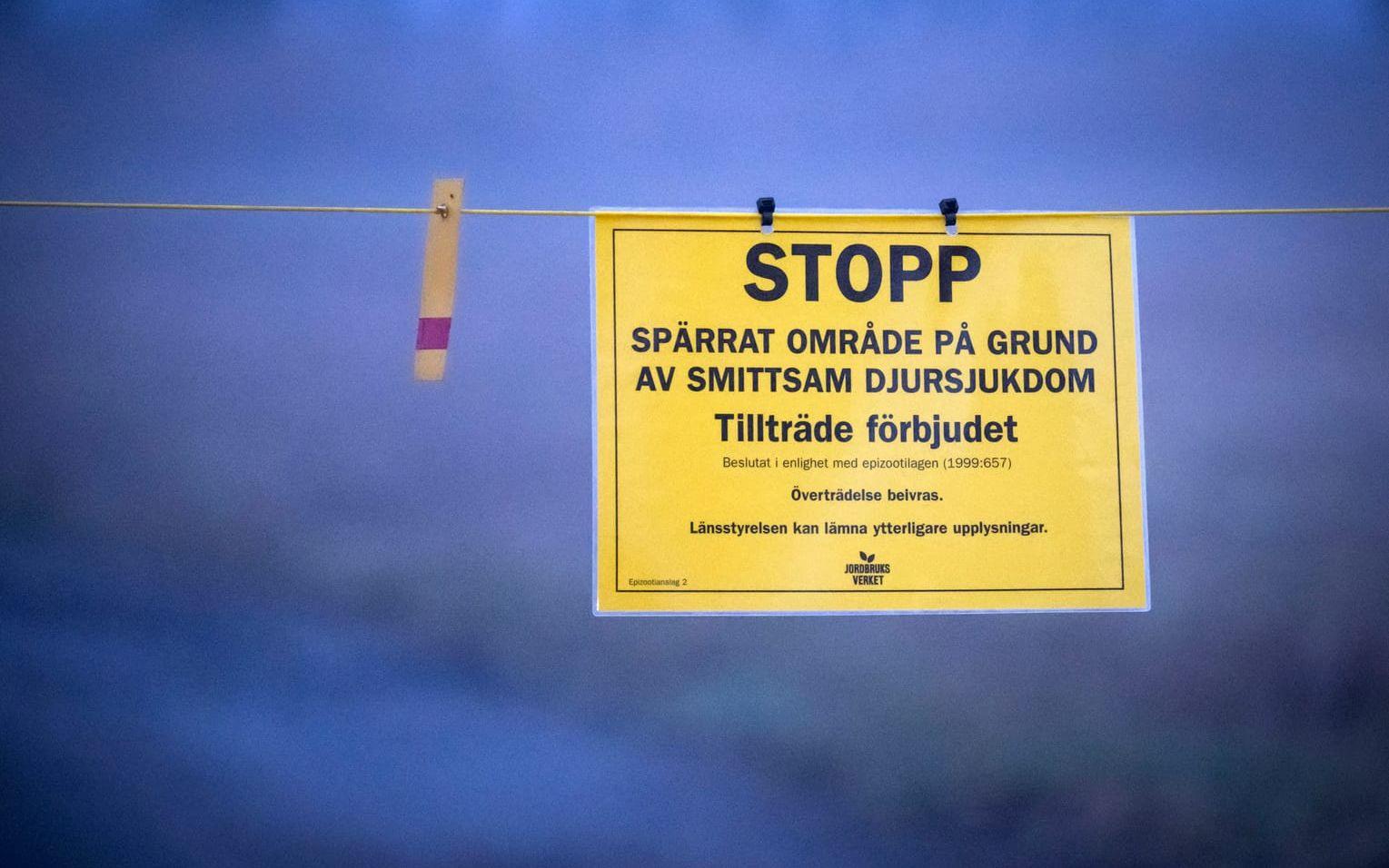 Riskerna för spridning av fågelinfluensa har minskat. Arkivbild.