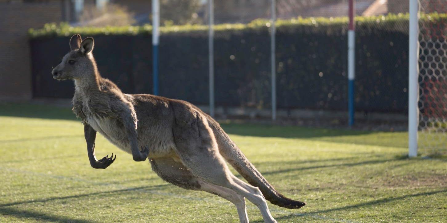 Kängurur har invaderat Australiens huvudstad Canberra. Bild från den 24 juni, då denna känguru avbröt fotbollsmatchen mellan Belconnen United och Canberra FC i damernas Premier League i huvudstaden.