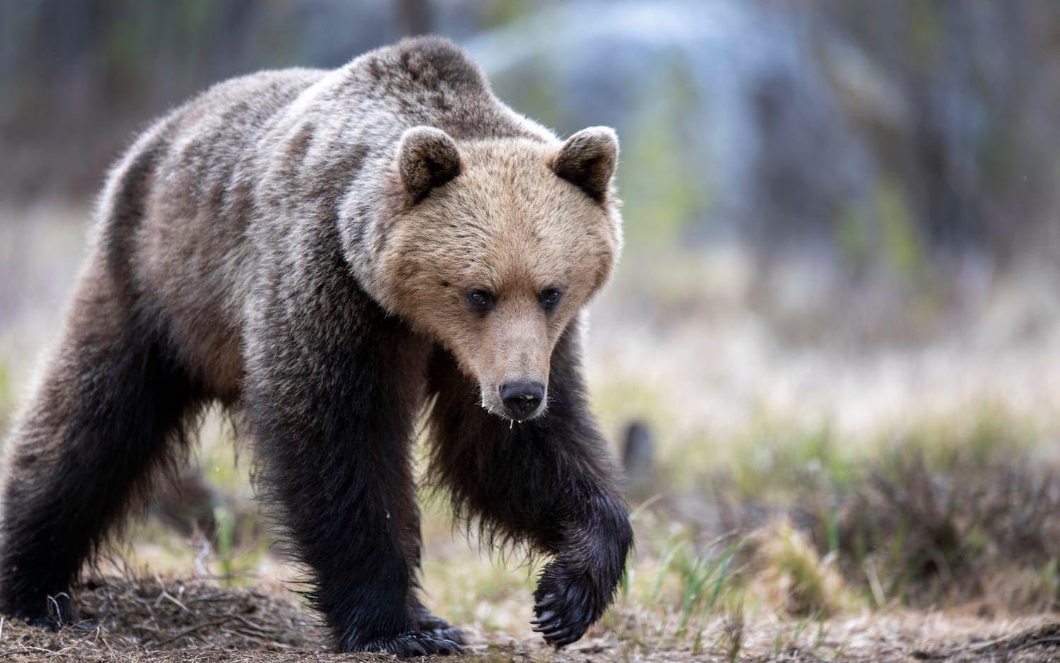 En björn gick till attack mot en man i Hälsingland. Arkivbild.
