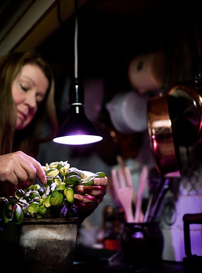
    Att odla grönsaker inomhus under vintern är enkelt och smidigt. Lena Ljungquist är självförsörjande på kryddor och sallad även under vintern. Foto: Pontus Lundahl/TT
   