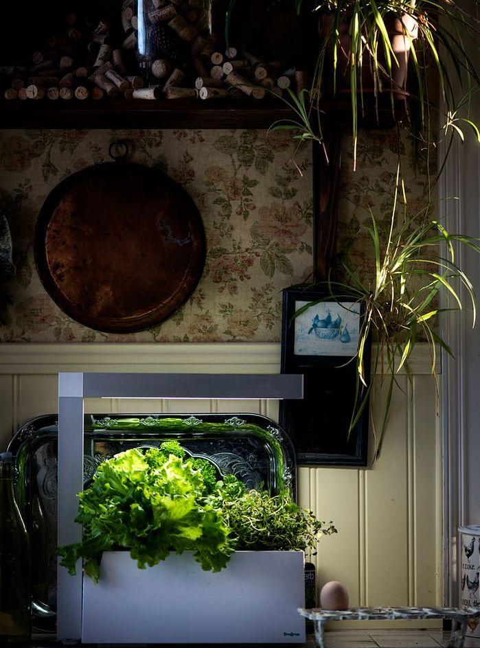 Inomhusodling blir en trevlig ljuspunkt i köket. I år odlar Lena Ljungquist basilika, persilja, sallad, babyspenat och ruccola inne under vintern.