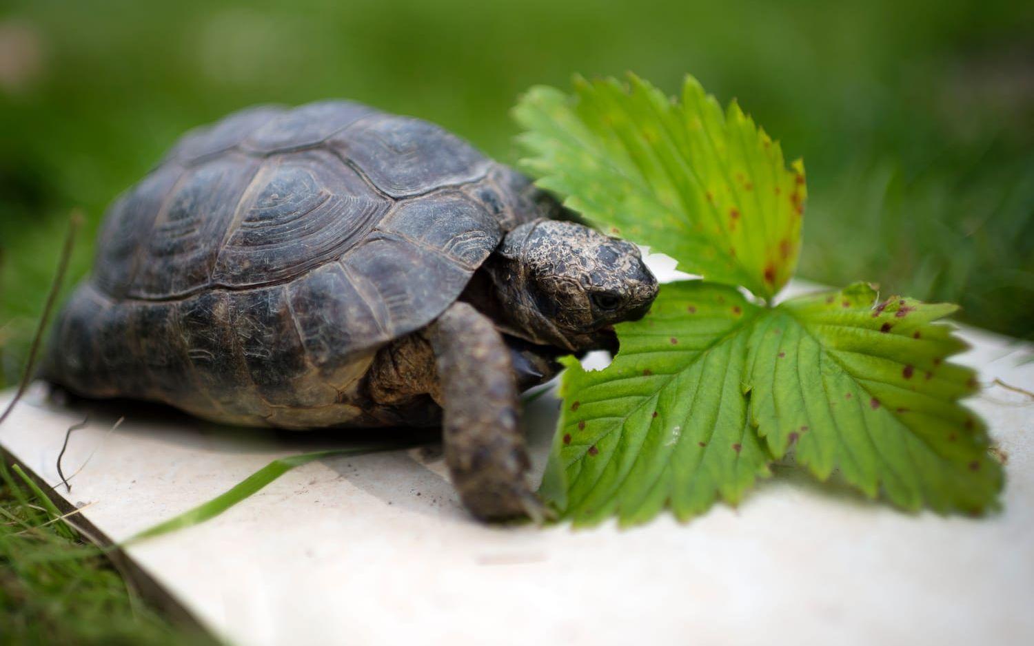 Den fossil som forskarna under många år trodde var från en växt visade sig vara från skalet från en liten sköldpaddsunge. Arkivbild.