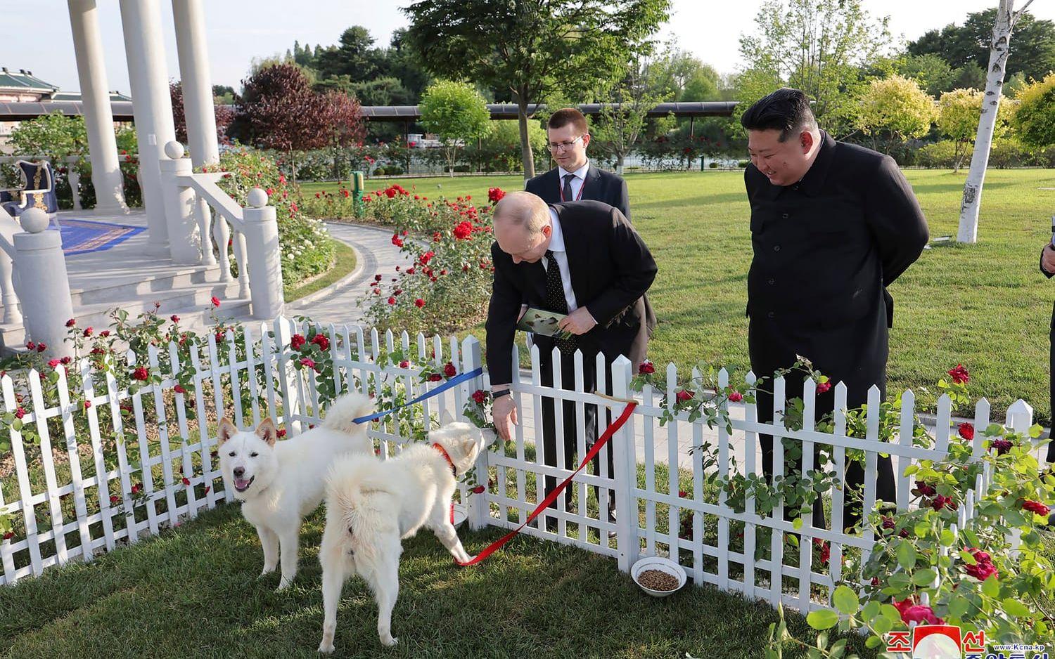 Vladimir Putin hälsar på två hundar som han fått av Kim Jong-Un. Bild tagen under Putins besök i Nordkorea i juni.