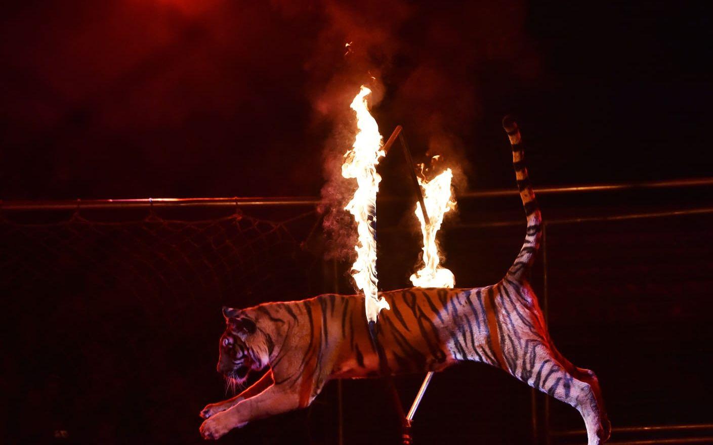 Cirkusföreställningen "Extreme Arena" i Ukrainas huvudstad Kiev. Bild: TT.
