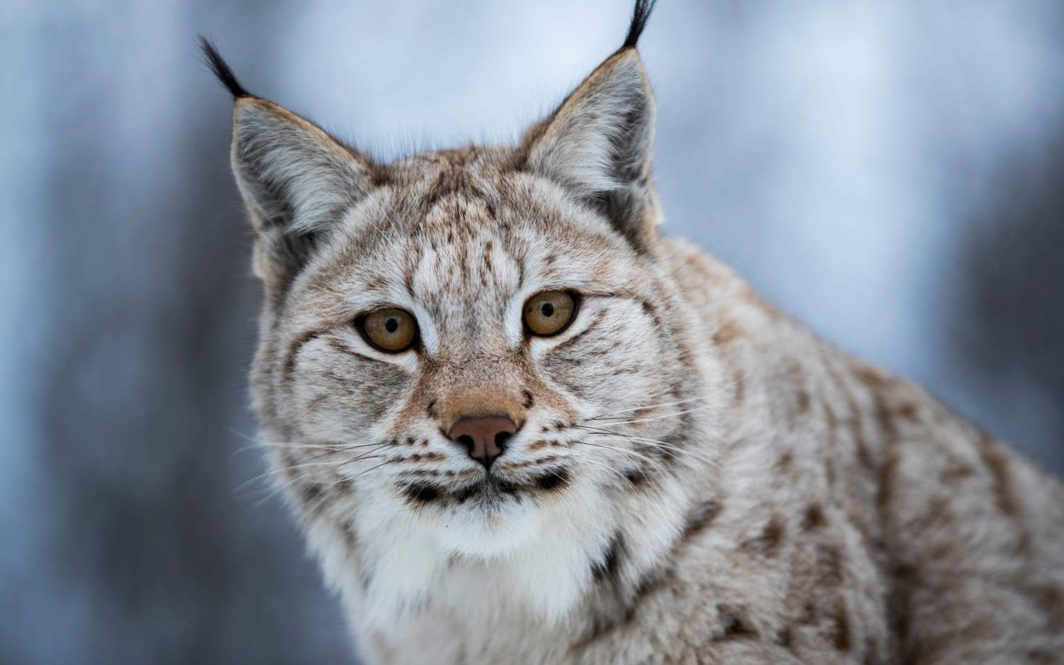 Lodjursstammen ökar. Arkivbild.