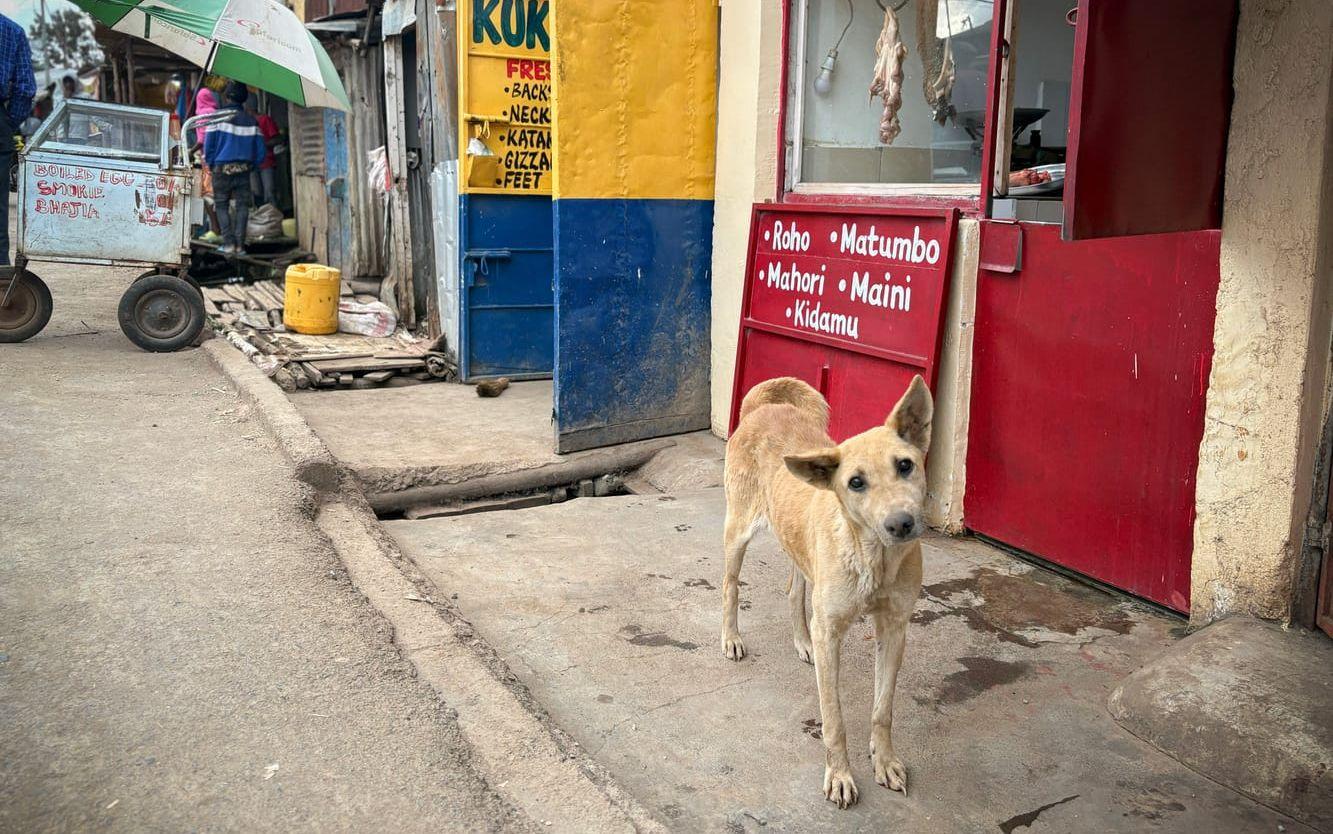 Det var i bosättningen Kibera i Nairobi som Sama började rekrytera arbetare. Det är ett av Afrikas största slumområden.