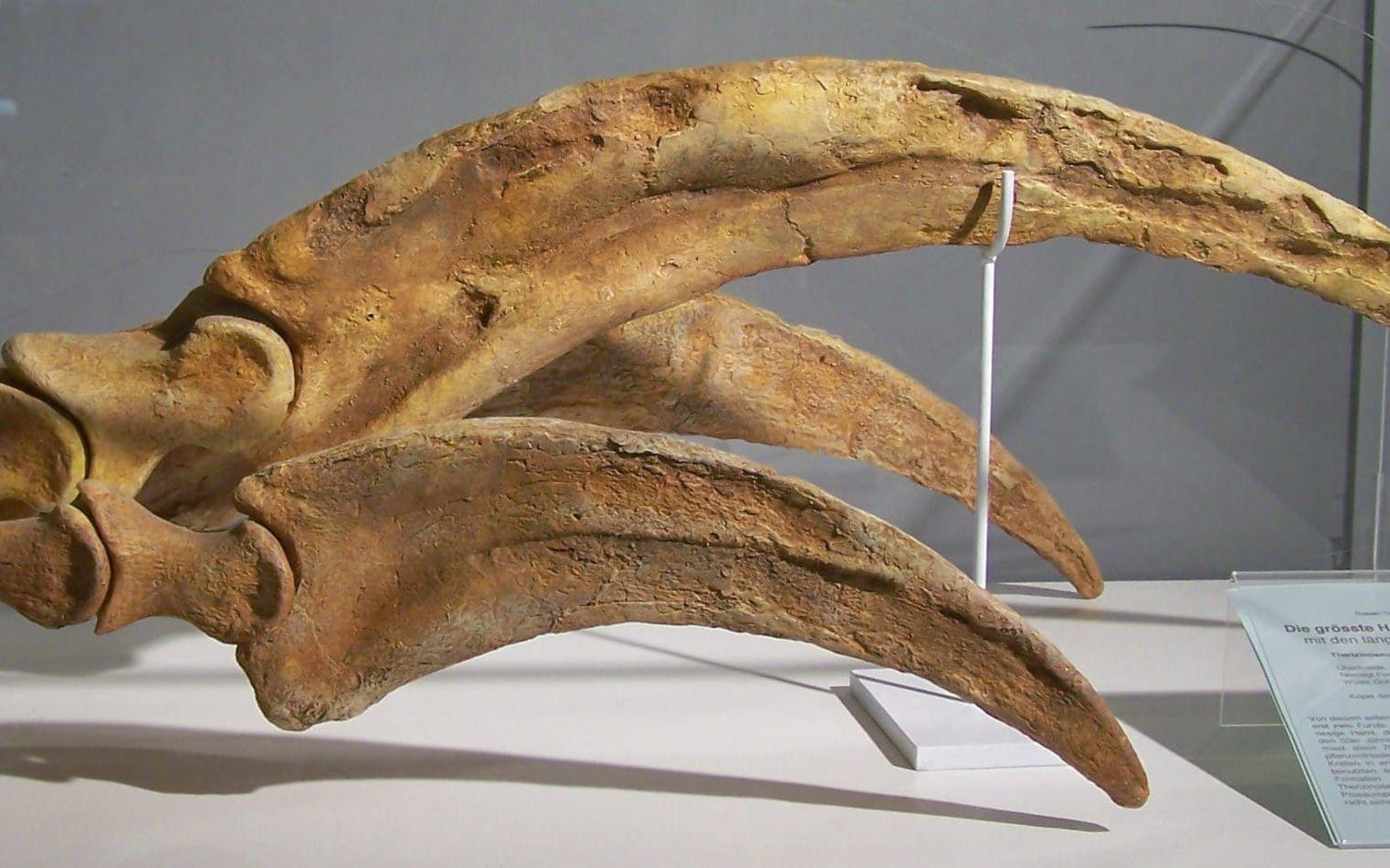 En replika av en fossilerad klo tillhörande en annan therizinosaurus hittad i Mongoliet. Den nyupptäckta arten hade dock bara två klor. Arkivbild från ett dinosauriemuseum i Aathal, Schweiz.