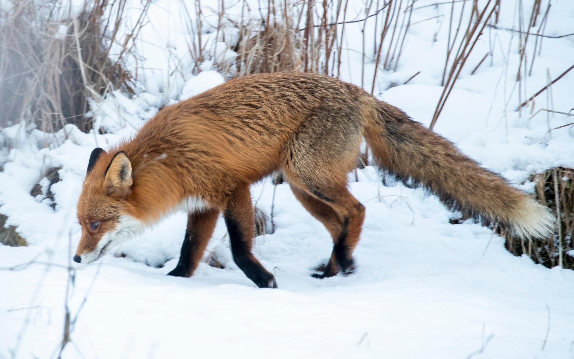 Den som hittar rävspillning ute i markerna uppmanas att skicka in det till Statens veterinärmedicinska anstalt (SVA).