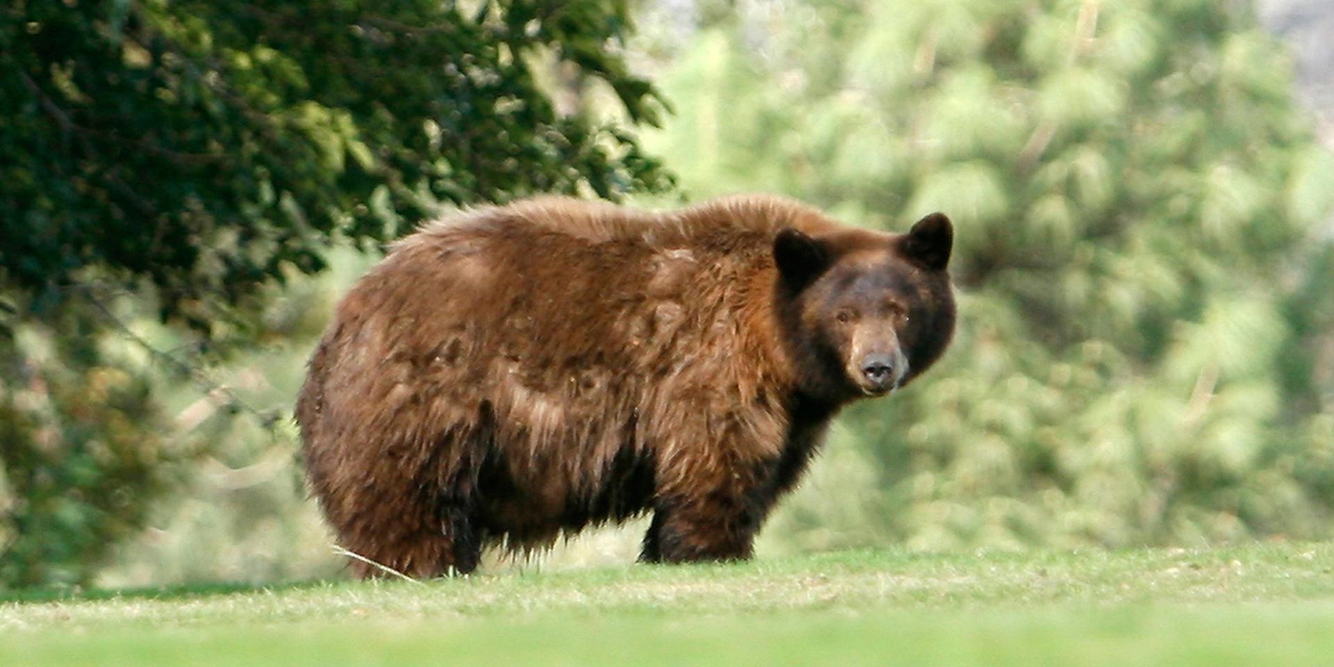 En gigantisk svartbjörn har orsakat stor egendomsskada i området South Lake Tahoe i Kalifornien. Björnen på bilden är inte den björn som nu söks av myndigheter i området. 