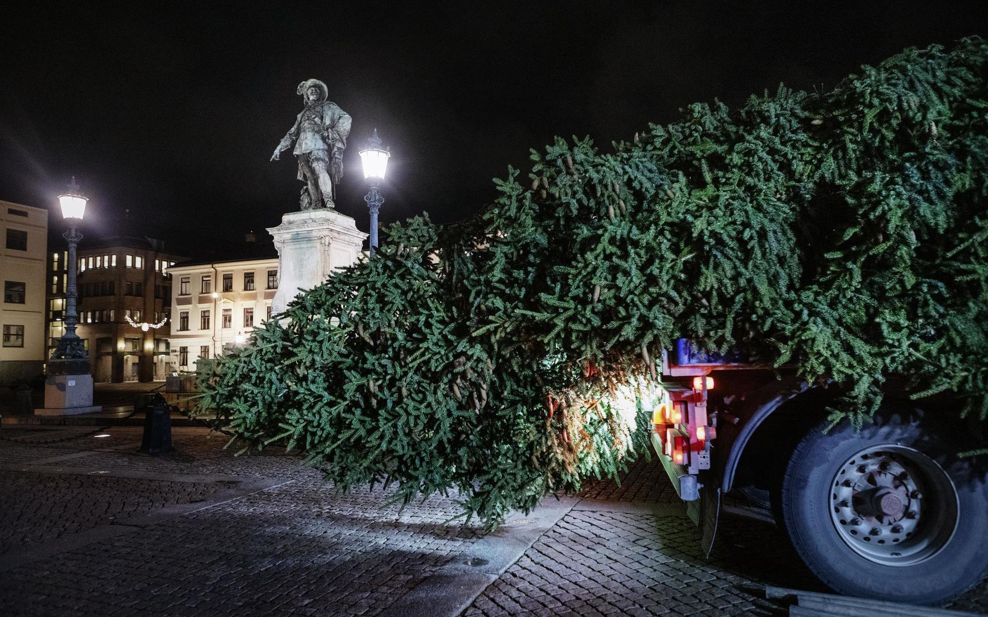 Årets julgran kommer på plats på Gustaf Adolfs torg.