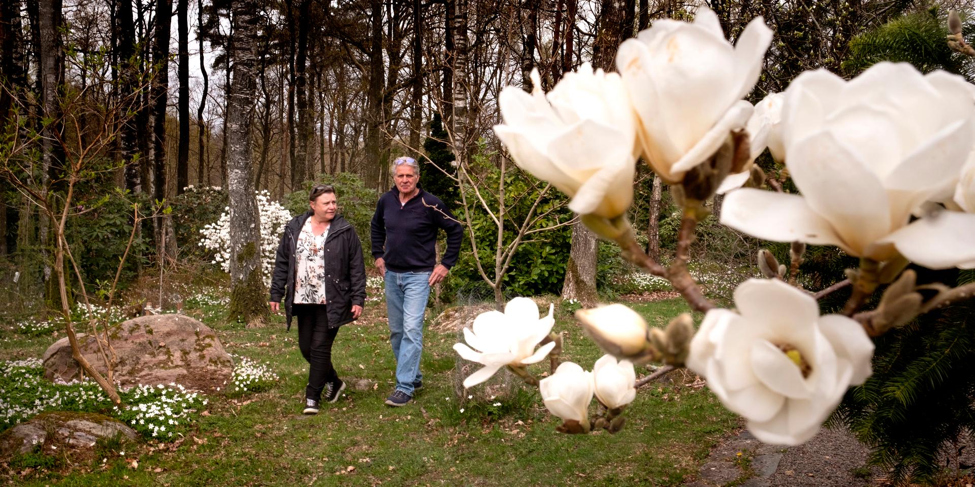Marie och Mitch Tkaucs trädgård  Lilla Skapargården i Valinge by. I förgrunden Magnolia denudata Double Diamond. Yulanmagnolia.