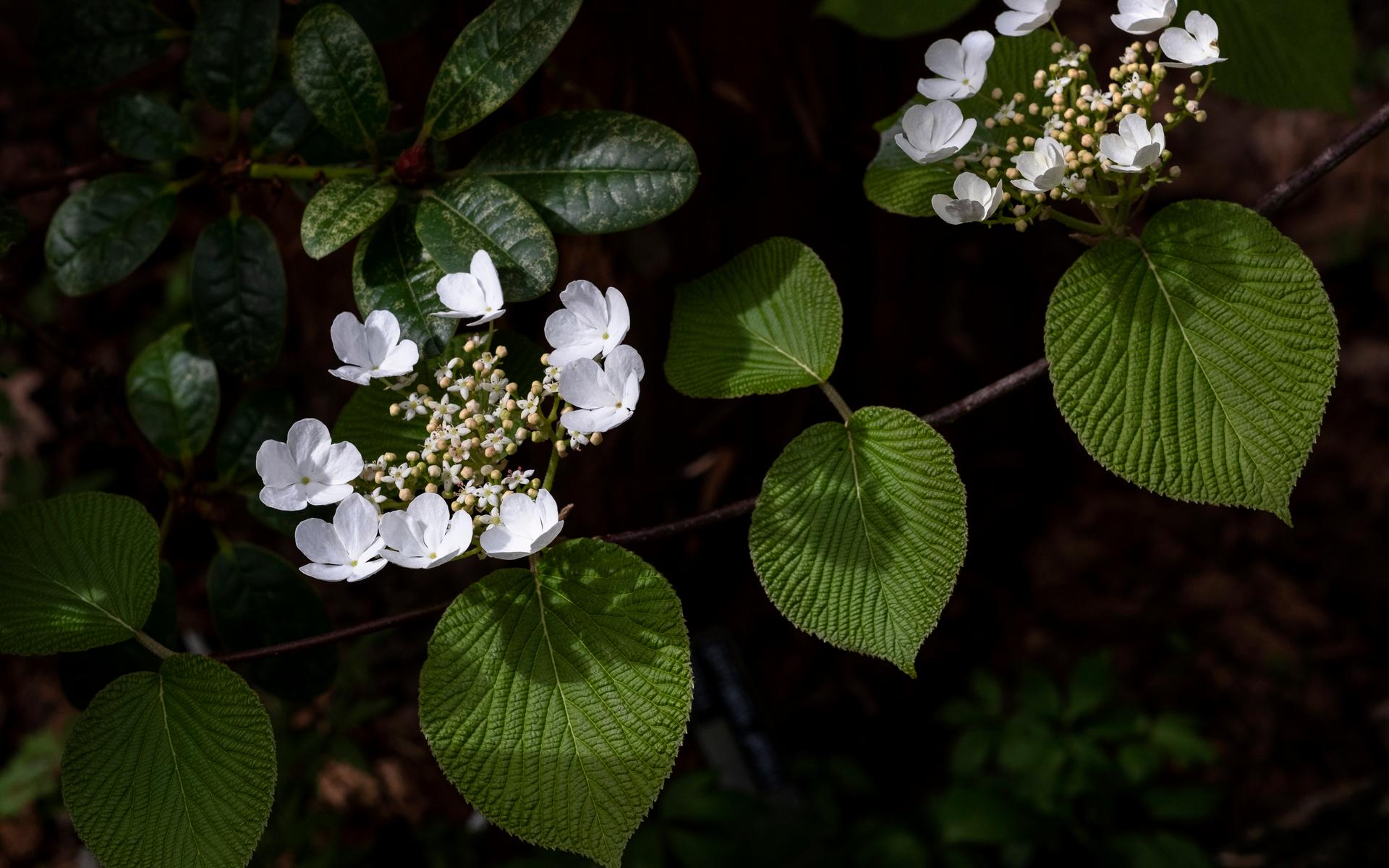 Viburnum furcatum, Japanskt gaffelolvon.