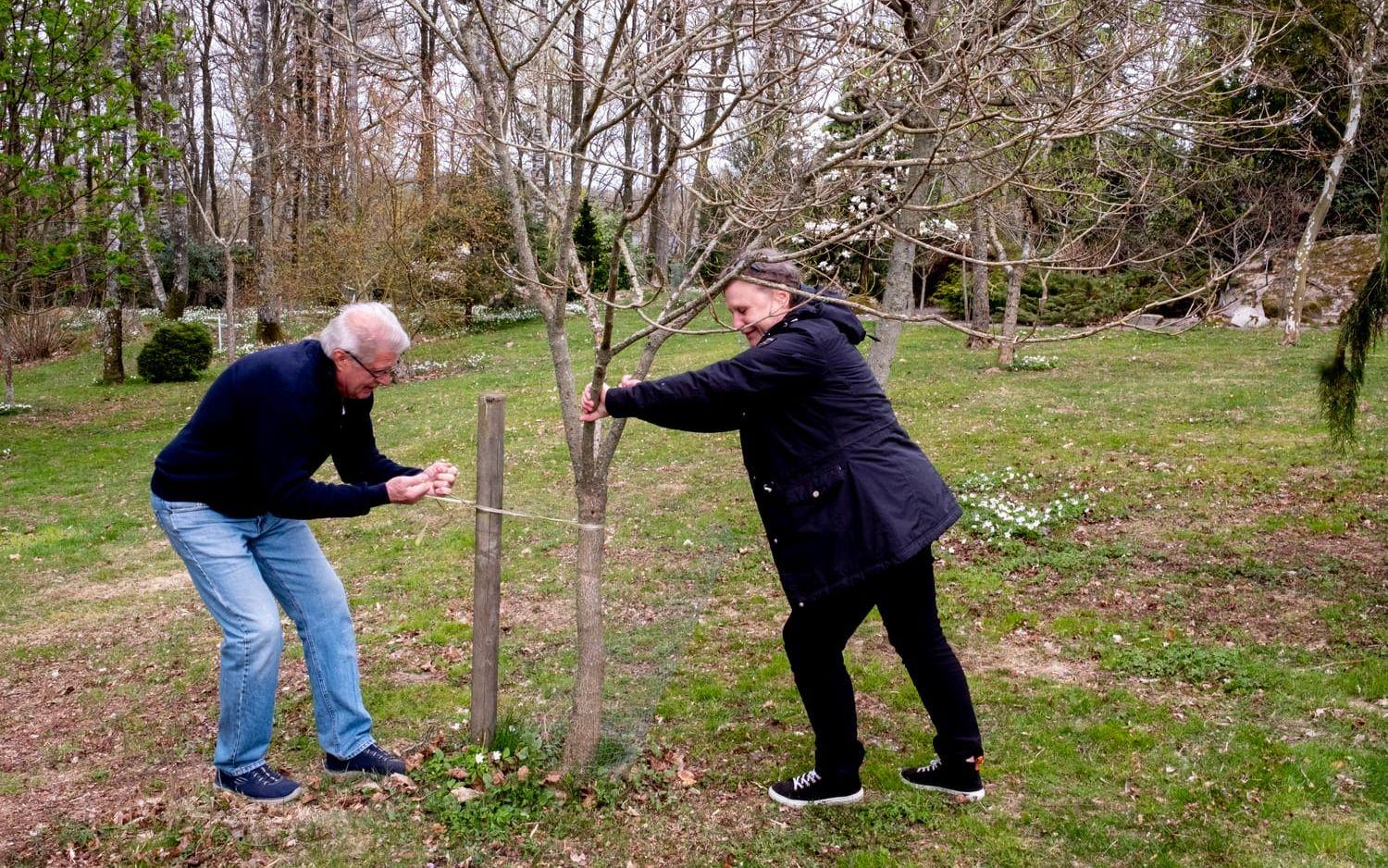 Marie och Mitch Tkauc rätar upp ett träd i sin trädgård  Lilla Skapargården i Valinge by.