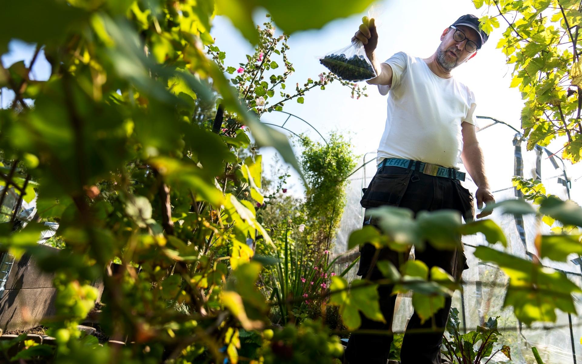 Jim Hellberg har två odlingslotter i Sjöbergen som försörjer honom med allt från rotsaker till bär. Lite blommor till lyst får också plats.