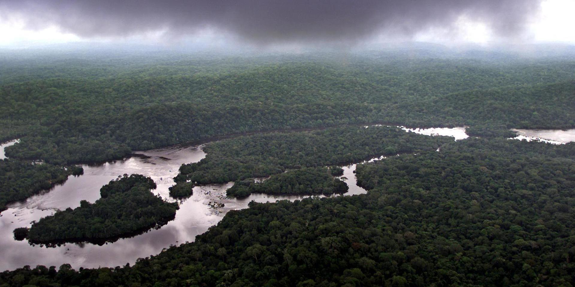 Tropiska skogsområden ger skydd åt hotade arter samtidigt som träden bidrar till att binda koldioxid. Arkivbild.