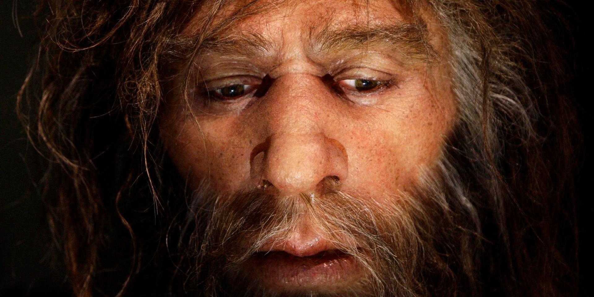 Hur denisovanerna såg ut är okänt, men troligen var de relativt lika neandertalarna utseendemässigt. Bild av hur man tror att neandertalarna såg ut, från Neandertalmuseet i Krapina, Kroatien.