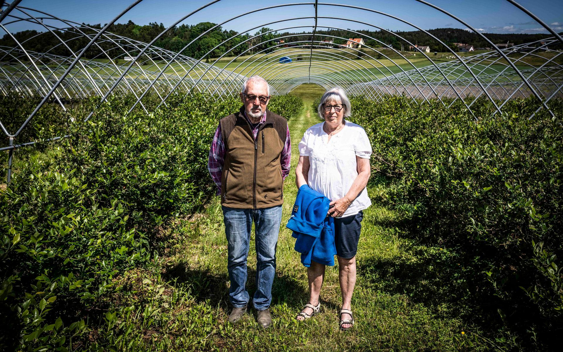 Bärby självplock. Bernhard Hertzman och Ann-Britt Nordenham vid odlingen av amerikanska blåbär.