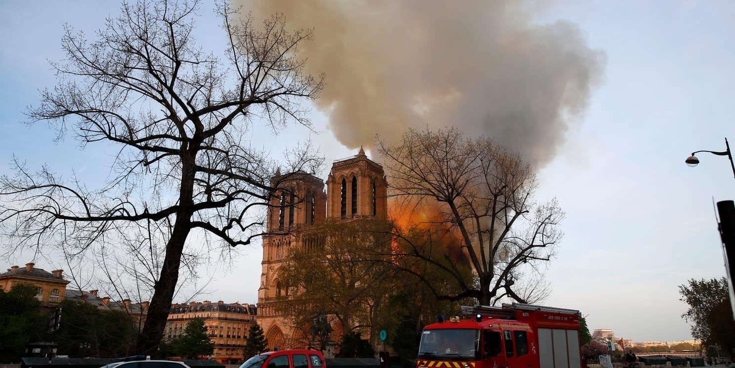 Notre-Dame i Paris ska återuppbyggas med bland annat tusen ekar. Arkivbild.