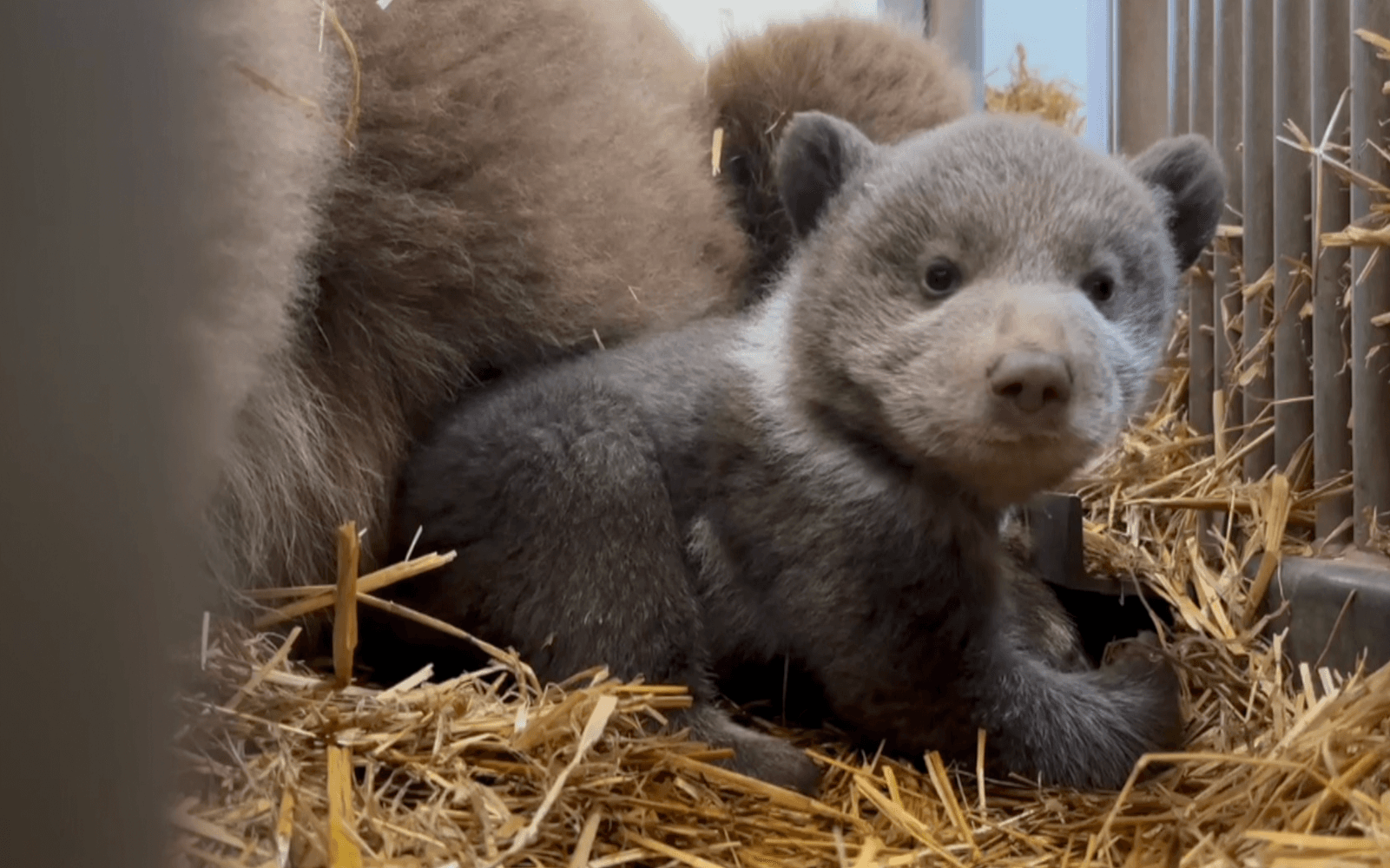 Tryggt i mamma Noras närhet, björnungen Kåra är drygt två månader gammal.