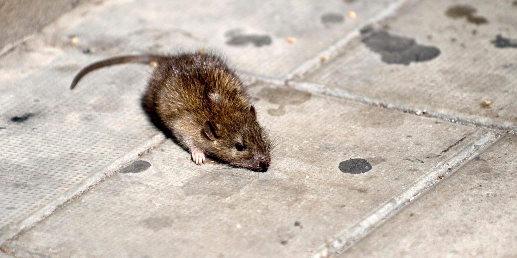 Vid en inspektion hos en matgrossist i Småland upptäcktes råttor samt råttspillning i lokalen. Bajset tros ha orsakat fall av matförgiftning. Arkivbild.