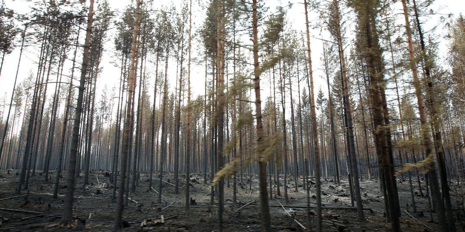 Brandskadad skog längs med vägen mellan Kårböle och Lassekrog i Gävleborgs län.
