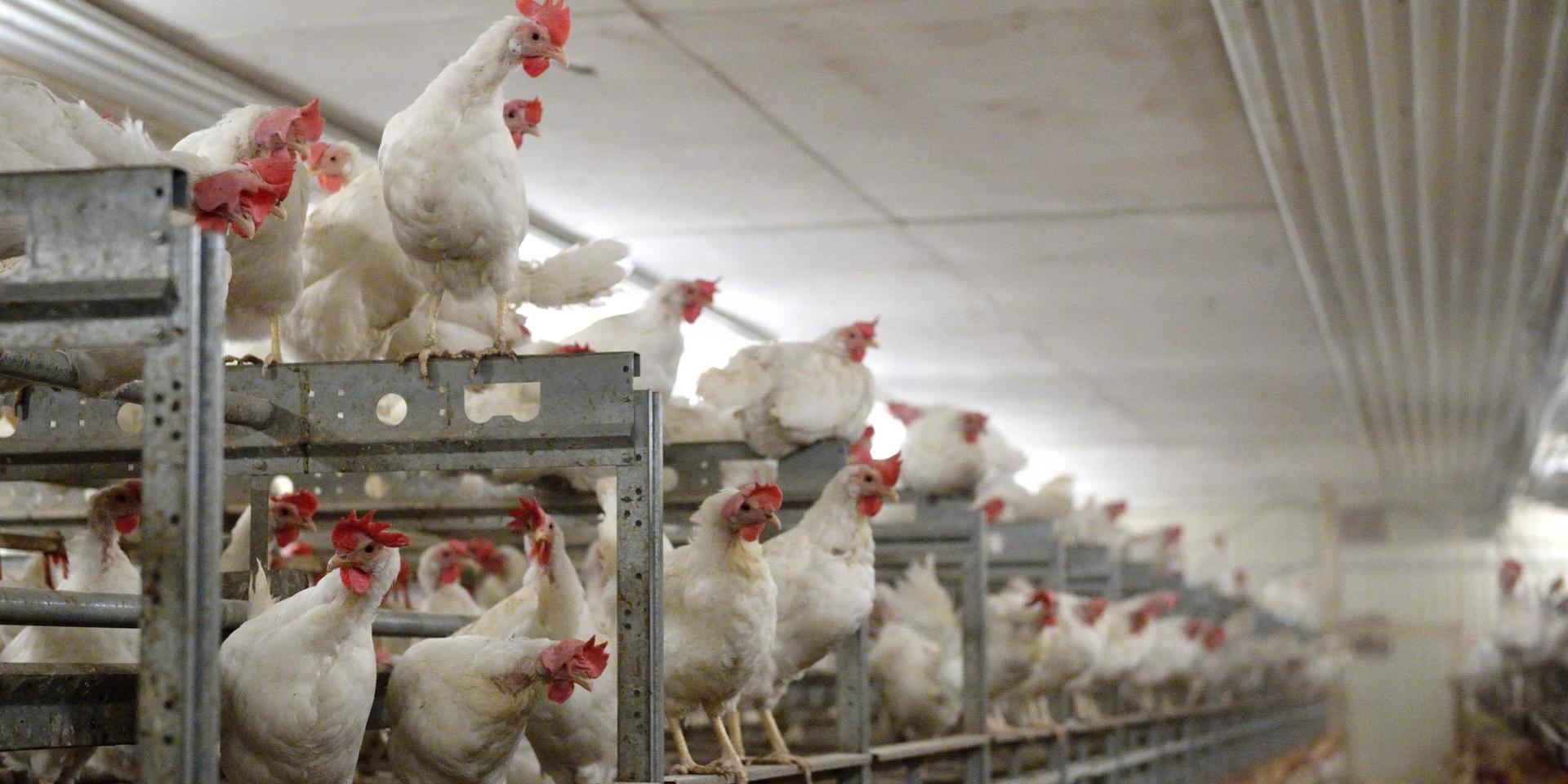 Utbudet av ägg till påsk hotas av ett omfattande utbrott av fågelinfluensa på en gård i Mönsterås. Arkivbild.