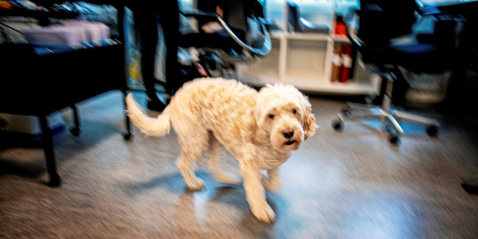 Forskning visar att matte och husse får lägre stress av att ha med sig hunden på jobbet. På bilden den harmoniska hunden Bertil.