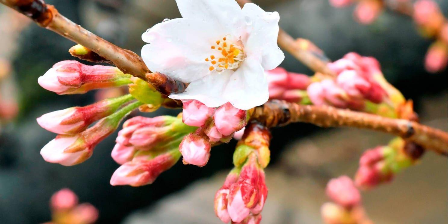 En blomma har slagit ut vid ett av de körsbärsträd vid Yasukuni i Tokyo som övervakas för att se när säsongen inleds.